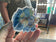 Blue Betta Sticker