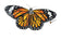 Monarch Sticker