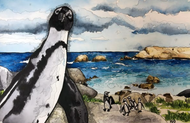 African Penguins