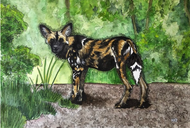 African Wild Dog